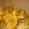 Enten & Hühner » Zwerg Enten weiss